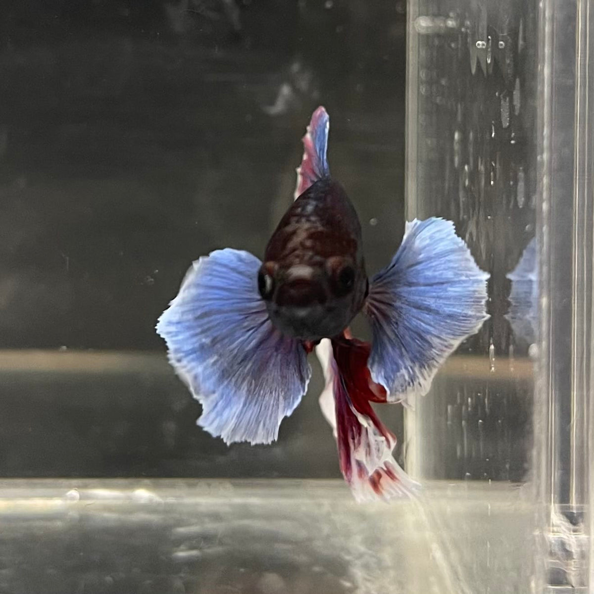the-fish-farm Male Betta Male Betta - One Only - 20 Choose your favourite Male Betta from The Fish Farm Australia