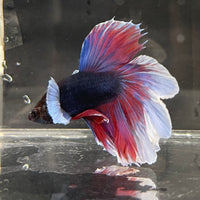 the-fish-farm Male Betta Male Betta - One Only - 20 Choose your favourite Male Betta from The Fish Farm Australia