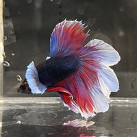 the-fish-farm Male Betta Male Betta - One Only - 20 Choose your favourite Male Betta from The Fish Farm Australia