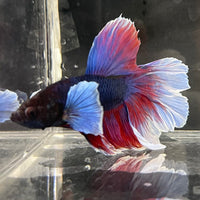 the-fish-farm Male Betta Male Betta - One Only - 20 Choose your favourite Male Betta from The Fish Farm Australia
