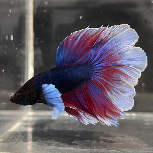 the-fish-farm Male Betta Male Betta - One Only - 20 Choose your favourite Male Betta from The Fish Farm Australia