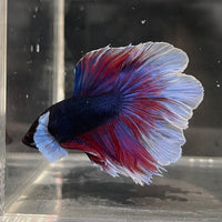 the-fish-farm Male Betta Male Betta - One Only - 20 Choose your favourite Male Betta from The Fish Farm Australia