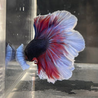 the-fish-farm Male Betta Male Betta - One Only - 20 Choose your favourite Male Betta from The Fish Farm Australia