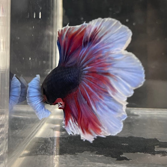 the-fish-farm Male Betta Male Betta - One Only - 20 Choose your favourite Male Betta from The Fish Farm Australia
