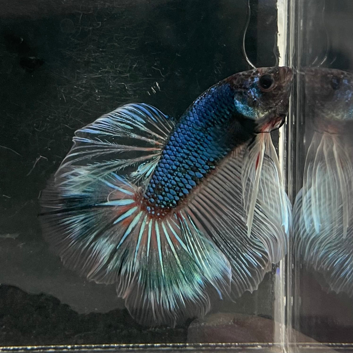 the-fish-farm Male Betta Male Betta - One Only - 20 Choose your favourite Male Betta from The Fish Farm Australia