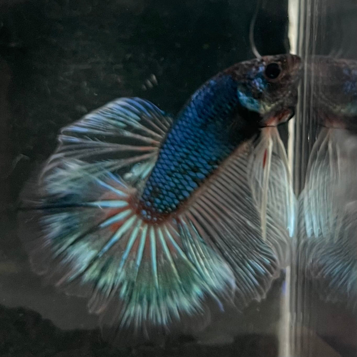 the-fish-farm Male Betta Male Betta - One Only - 20 Choose your favourite Male Betta from The Fish Farm Australia