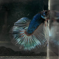 the-fish-farm Male Betta Male Betta - One Only - 20 Choose your favourite Male Betta from The Fish Farm Australia