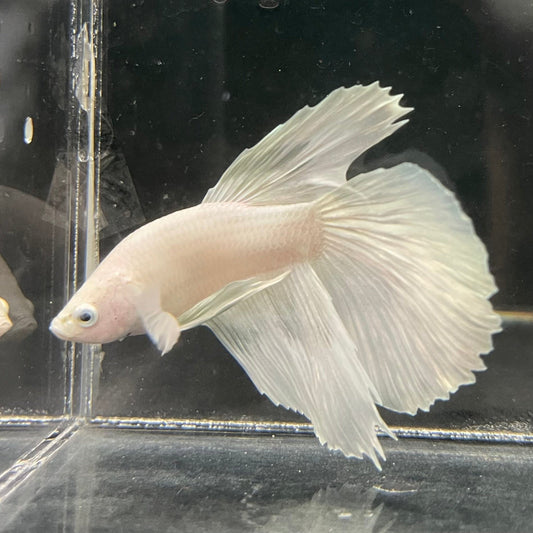 the-fish-farm Male Betta Male Betta - One Only - 21 Choose your favourite Male Betta from The Fish Farm Australia