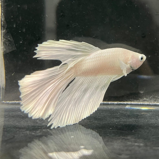 the-fish-farm Male Betta Male Betta - One Only - 21 Choose your favourite Male Betta from The Fish Farm Australia