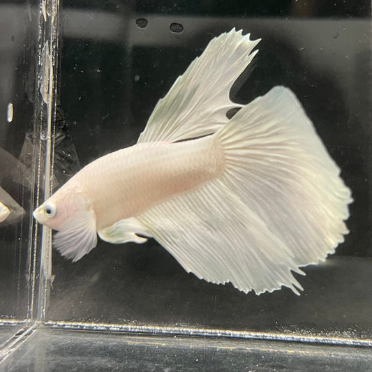 the-fish-farm Male Betta Male Betta - One Only - 21 Choose your favourite Male Betta from The Fish Farm Australia
