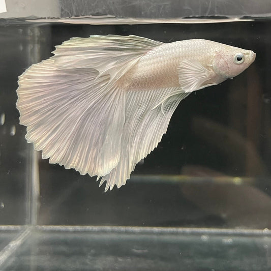 the-fish-farm Male Betta Male Betta - One Only - 21 Choose your favourite Male Betta from The Fish Farm Australia