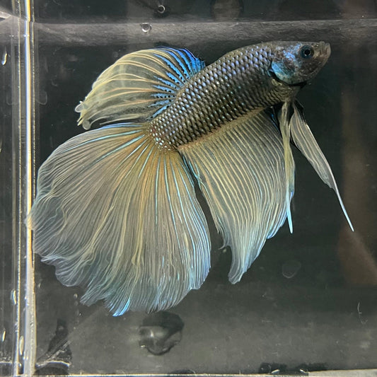the-fish-farm Male Betta Male Betta - One Only - 21 Choose your favourite Male Betta from The Fish Farm Australia
