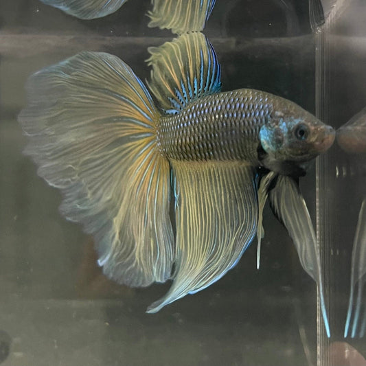the-fish-farm Male Betta Male Betta - One Only - 21 Choose your favourite Male Betta from The Fish Farm Australia
