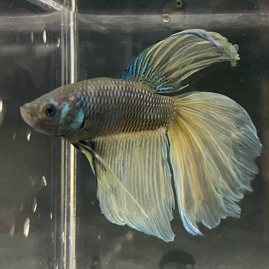the-fish-farm Male Betta Male Betta - One Only - 21 Choose your favourite Male Betta from The Fish Farm Australia