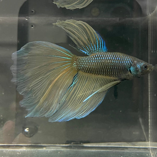 the-fish-farm Male Betta Male Betta - One Only - 21 Choose your favourite Male Betta from The Fish Farm Australia