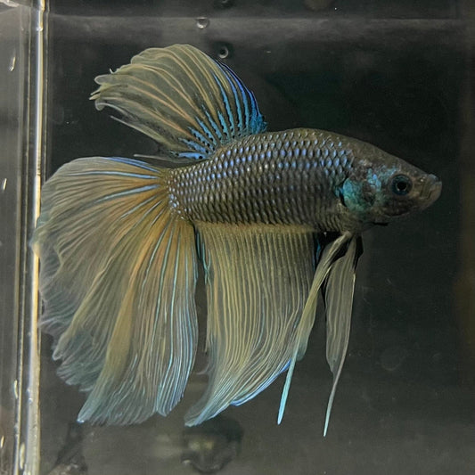 the-fish-farm Male Betta Male Betta - One Only - 21 Choose your favourite Male Betta from The Fish Farm Australia