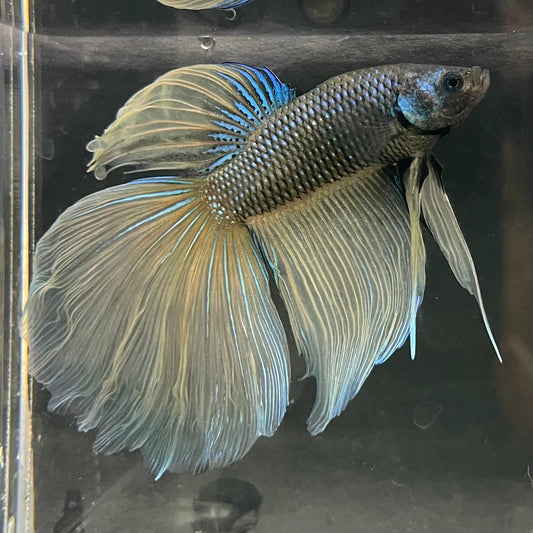 the-fish-farm Male Betta Male Betta - One Only - 21 Choose your favourite Male Betta from The Fish Farm Australia