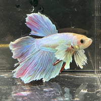 the-fish-farm Male Betta Male Betta - One Only - 21 Choose your favourite Male Betta from The Fish Farm Australia