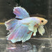 the-fish-farm Male Betta Male Betta - One Only - 21 Choose your favourite Male Betta from The Fish Farm Australia