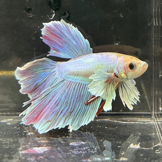 the-fish-farm Male Betta Male Betta - One Only - 21 Choose your favourite Male Betta from The Fish Farm Australia