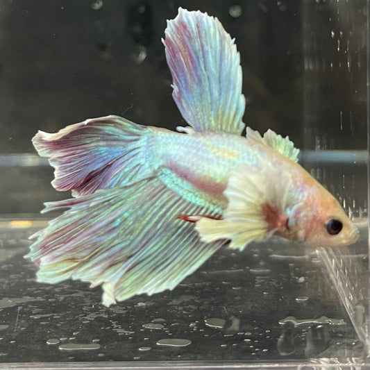 the-fish-farm Male Betta Male Betta - One Only - 21 Choose your favourite Male Betta from The Fish Farm Australia