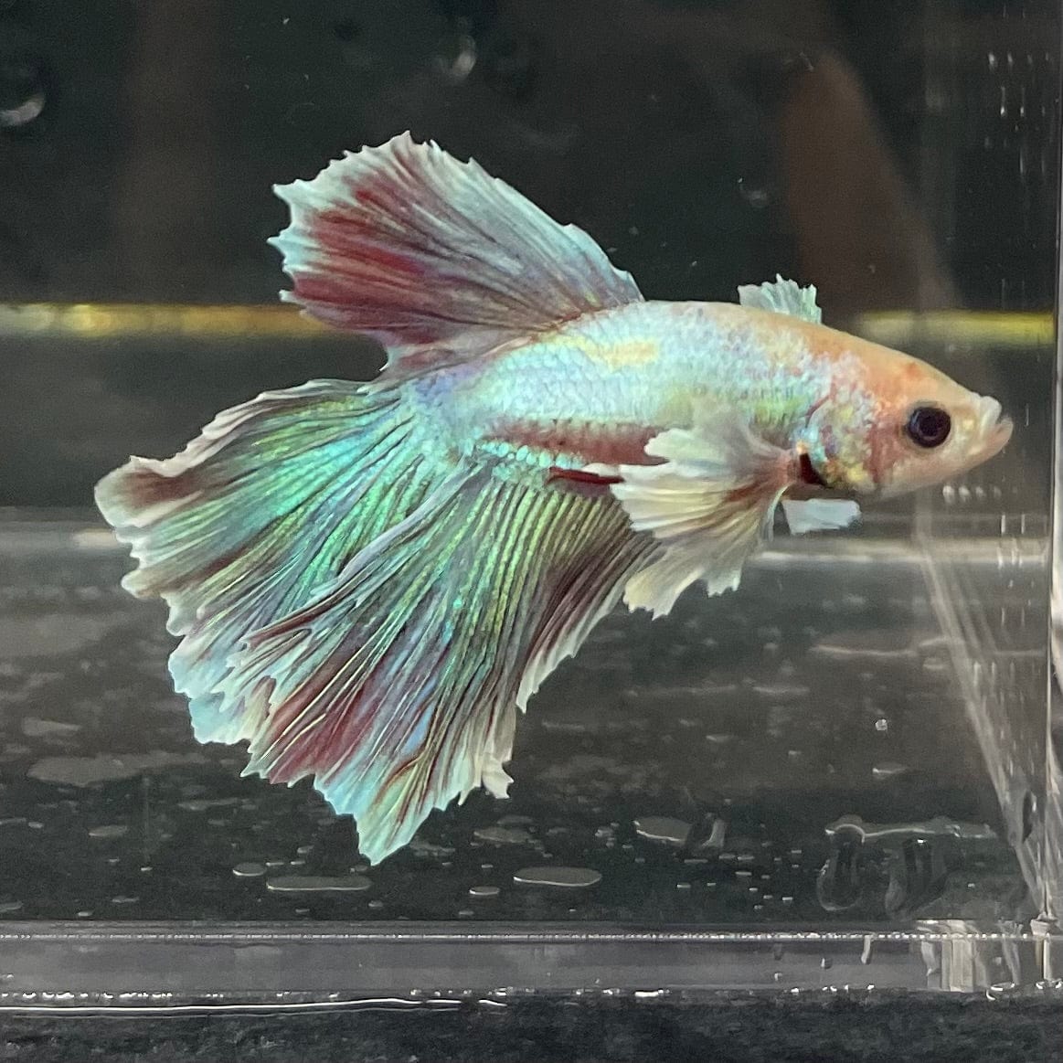 the-fish-farm Male Betta Male Betta - One Only - 21 Choose your favourite Male Betta from The Fish Farm Australia