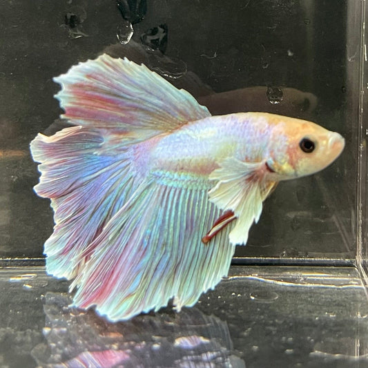 the-fish-farm Male Betta Male Betta - One Only - 21 Choose your favourite Male Betta from The Fish Farm Australia