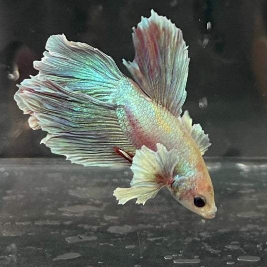 the-fish-farm Male Betta Male Betta - One Only - 21 Choose your favourite Male Betta from The Fish Farm Australia
