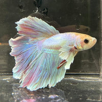 the-fish-farm Male Betta Male Betta - One Only - 21 Choose your favourite Male Betta from The Fish Farm Australia