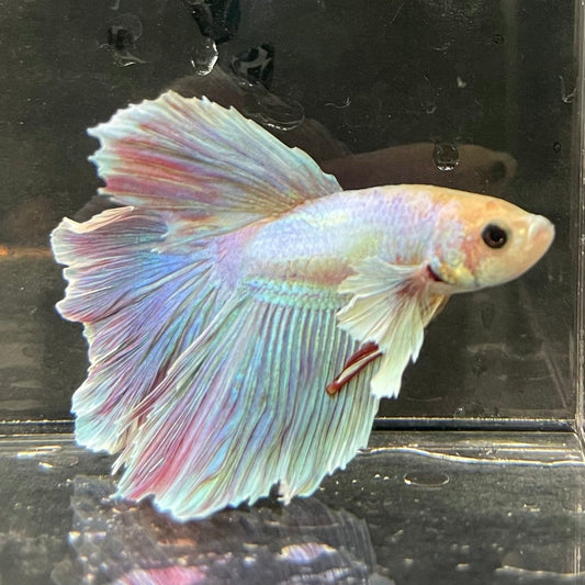 the-fish-farm Male Betta Male Betta - One Only - 21 Choose your favourite Male Betta from The Fish Farm Australia