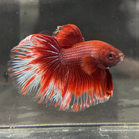 the-fish-farm Male Betta Male Betta - One Only - 21 Choose your favourite Male Betta from The Fish Farm Australia