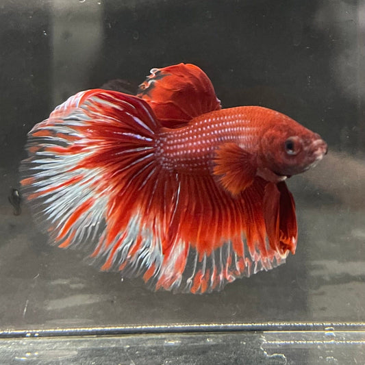 the-fish-farm Male Betta Male Betta - One Only - 21 Choose your favourite Male Betta from The Fish Farm Australia