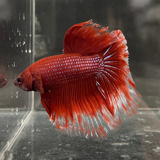 the-fish-farm Male Betta Male Betta - One Only - 21 Choose your favourite Male Betta from The Fish Farm Australia