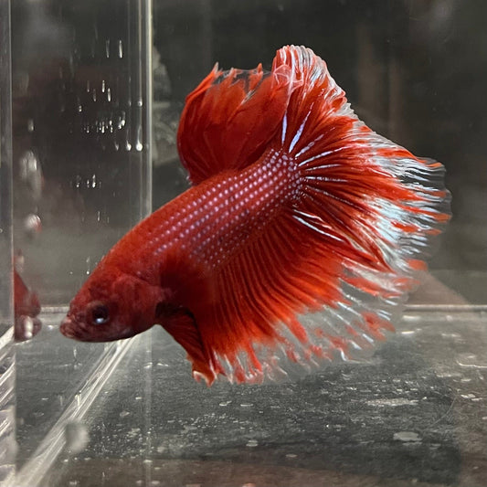 the-fish-farm Male Betta Male Betta - One Only - 21 Choose your favourite Male Betta from The Fish Farm Australia