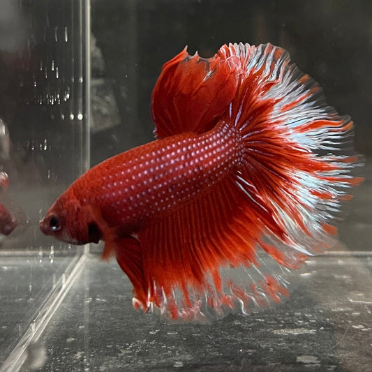 the-fish-farm Male Betta Male Betta - One Only - 21 Choose your favourite Male Betta from The Fish Farm Australia