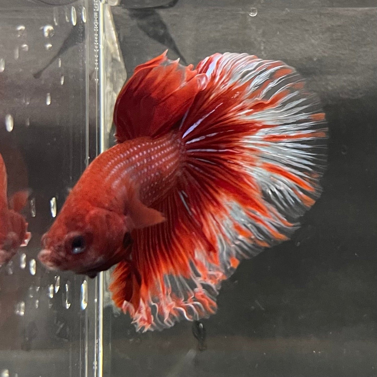 the-fish-farm Male Betta Male Betta - One Only - 21 Choose your favourite Male Betta from The Fish Farm Australia