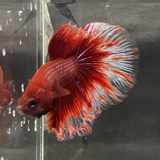 the-fish-farm Male Betta Male Betta - One Only - 21 Choose your favourite Male Betta from The Fish Farm Australia
