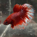 the-fish-farm Male Betta Male Betta - One Only - 21 Choose your favourite Male Betta from The Fish Farm Australia