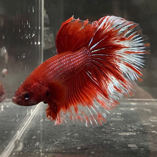 the-fish-farm Male Betta Male Betta - One Only - 21 Choose your favourite Male Betta from The Fish Farm Australia