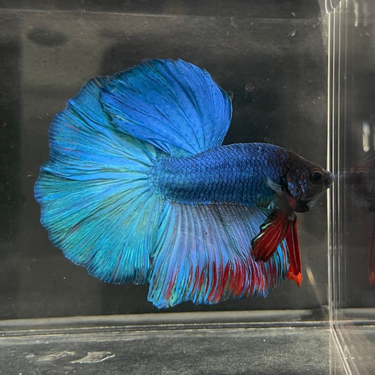 the-fish-farm Male Betta Male Betta - One Only - 21 Choose your favourite Male Betta from The Fish Farm Australia