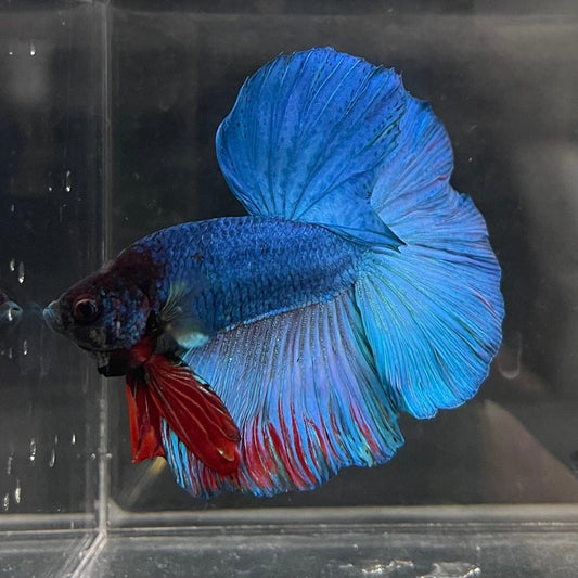 the-fish-farm Male Betta Male Betta - One Only - 21 Choose your favourite Male Betta from The Fish Farm Australia