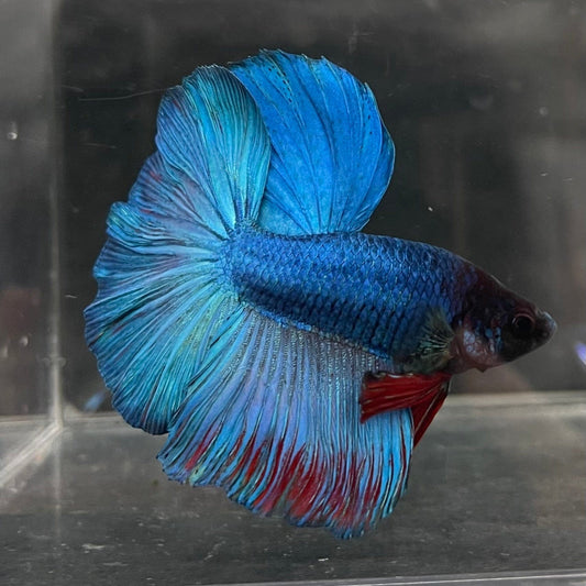 the-fish-farm Male Betta Male Betta - One Only - 21 Choose your favourite Male Betta from The Fish Farm Australia