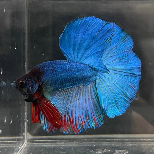 the-fish-farm Male Betta Male Betta - One Only - 21 Choose your favourite Male Betta from The Fish Farm Australia