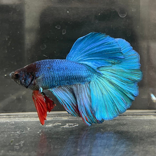 the-fish-farm Male Betta Male Betta - One Only - 21 Choose your favourite Male Betta from The Fish Farm Australia