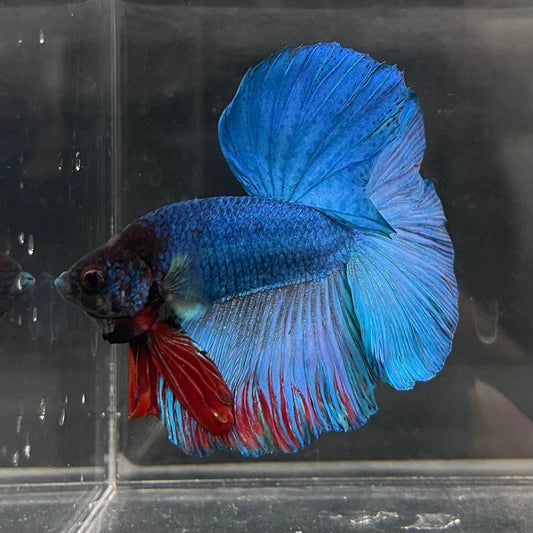the-fish-farm Male Betta Male Betta - One Only - 21 Choose your favourite Male Betta from The Fish Farm Australia