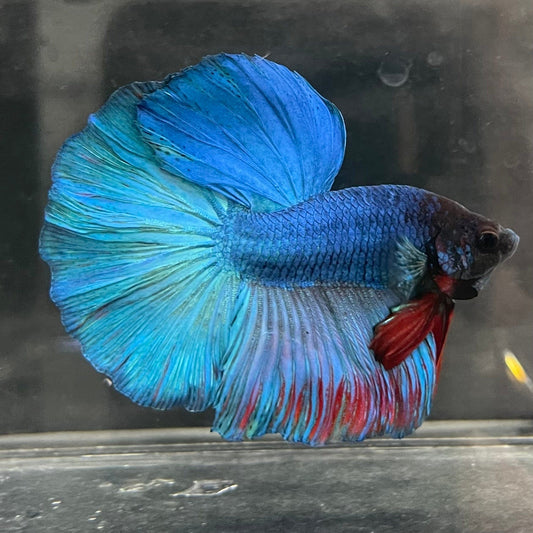 the-fish-farm Male Betta Male Betta - One Only - 21 Choose your favourite Male Betta from The Fish Farm Australia