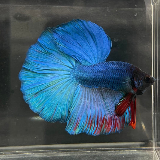 the-fish-farm Male Betta Male Betta - One Only - 21 Choose your favourite Male Betta from The Fish Farm Australia