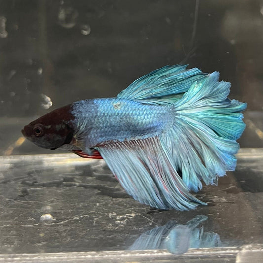 the-fish-farm Male Betta Male Betta - One Only - 21 Choose your favourite Male Betta from The Fish Farm Australia