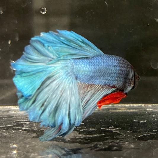 the-fish-farm Male Betta Male Betta - One Only - 21 Choose your favourite Male Betta from The Fish Farm Australia