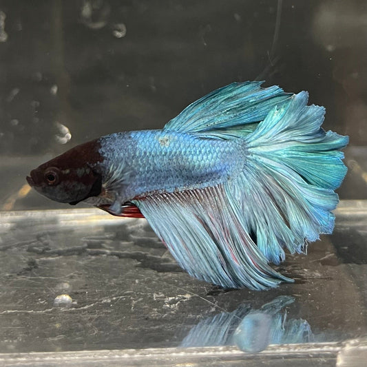 the-fish-farm Male Betta Male Betta - One Only - 21 Choose your favourite Male Betta from The Fish Farm Australia